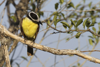 Pitangus sulphuratus